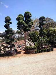 SBMS Gardening Services